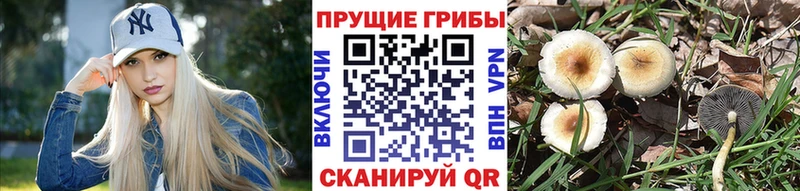 Галлюциногенные грибы GOLDEN TEACHER  закладка  Железноводск 